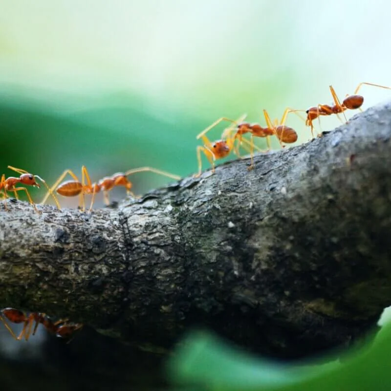 Ants Control