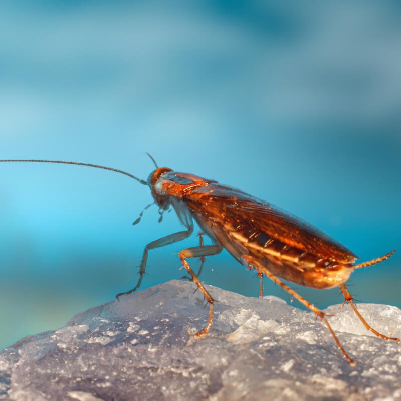 Cockroaches Control